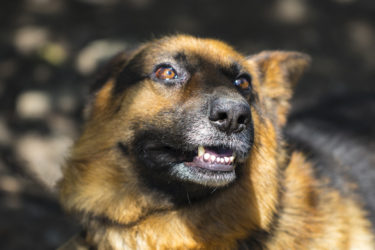 Scared German Shepherd