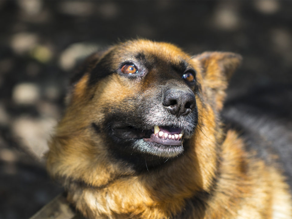 Scared German Shepherd