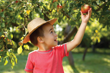 apple picking