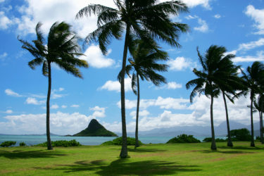 Palm trees on a landscape