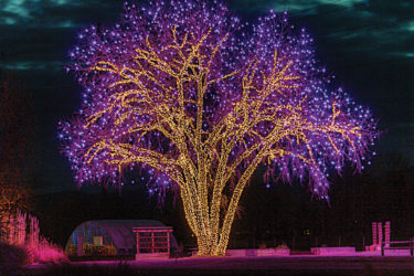 Holiday lights on tree by lake