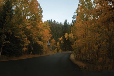 Colorado Aspens in fall