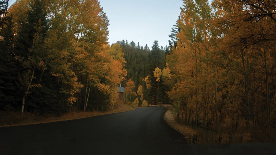 Colorado Aspens in fall