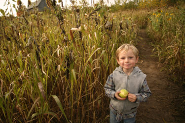 Little boy standing in corn maze