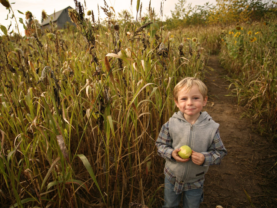 Little boy standing in corn maze