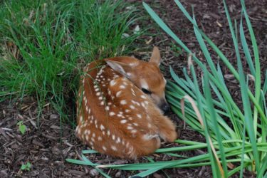 Fawn
