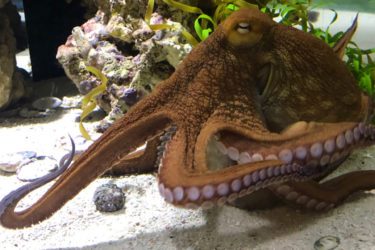 Butterfly Pavilion octopus