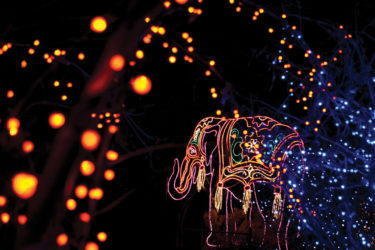 Denver Zoo Lights