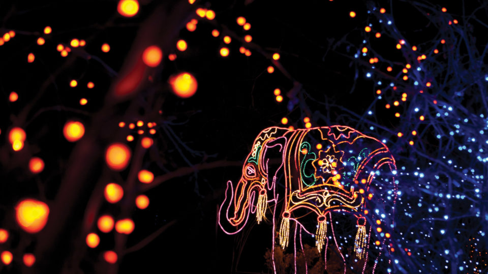 Denver Zoo Lights