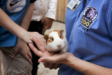 Denver Zoo's Be a Zookeeper Zone