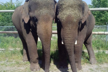 Denver Zoo elephants