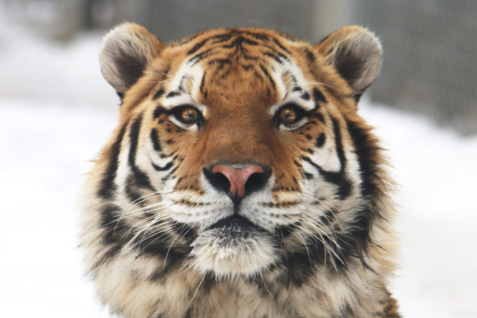 amur tiger
