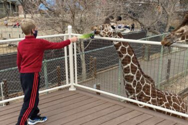 Boy feeding a giraffe