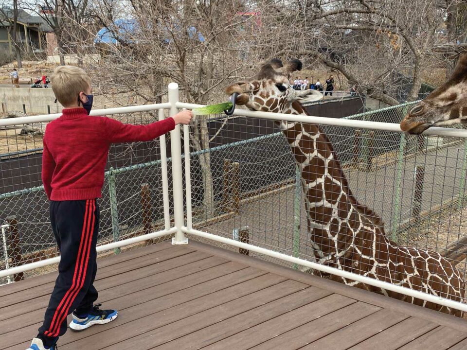 Boy feeding a giraffe