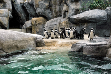 Penguins at the Zoo