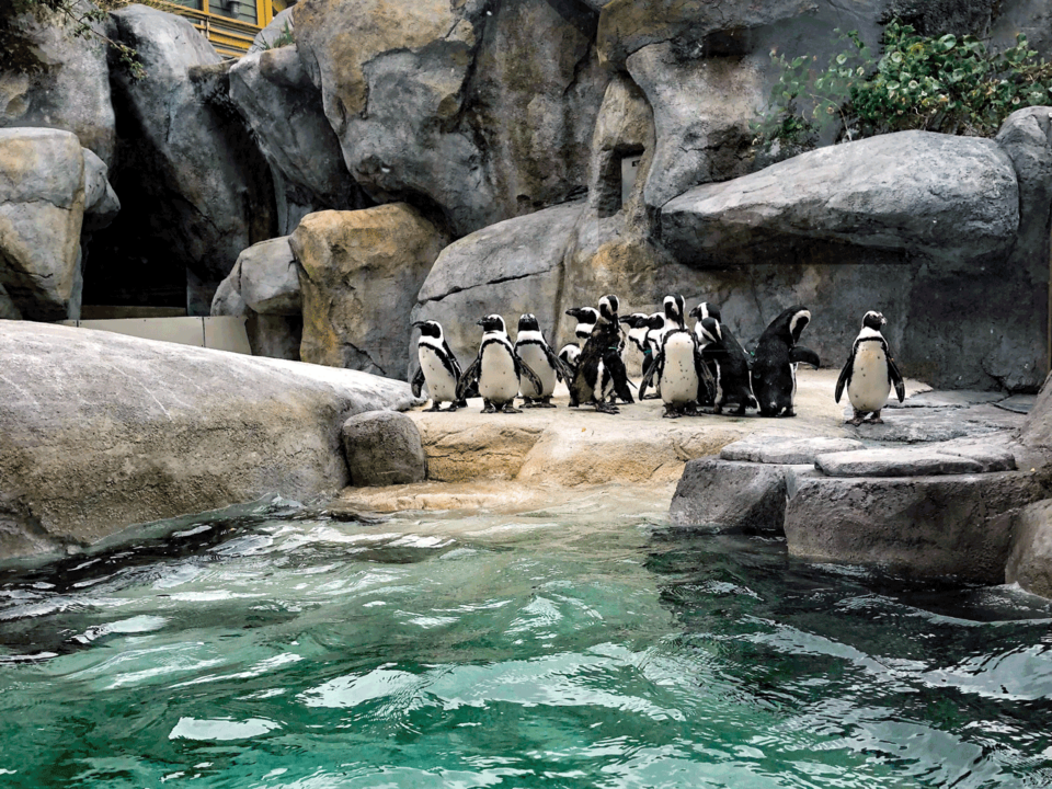 Penguins at the Zoo