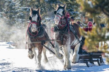 YMCA of the Rockies Snow Mountain Sleigh Rides